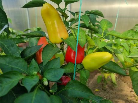 Что скрывает земля после перца: культура-спаситель для истощенной земли. Перец — культура капризная и прожорливая, и после него земля часто выглядит уставшей.