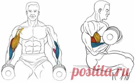 Упражнения с гантелями.