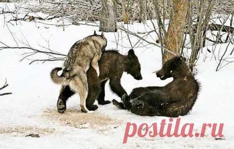 попался в капкан