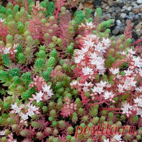 Паспорт растения: Очиток испанский (Sedum hispanicum )