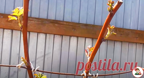 Однажды сосед поделился со мной методами по уходу за малиной. Применяю их каждый год и получаю ОТЛИЧНЫЙ урожай | 6 соток