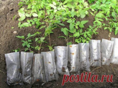 Посадка клематисов весной, а также высадка в любое время года