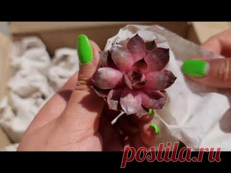 Молодило. Распаковка посылки с каменными розами