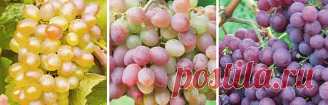 Как правильно ухаживать за виноградом летом - Садоводам и огородникам