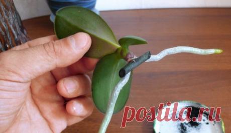 Мои орхидеи — моя гордость! Размножаю их одним секретным способом… — БУДЬ В ТЕМЕ
