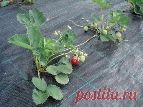 Геотекстиль что это такое и как используется - знакомимся с материалом