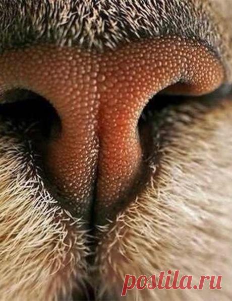 Я узнаю тебя по запаху)))