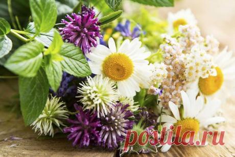 Какие травы могут уменьшить аппетит?