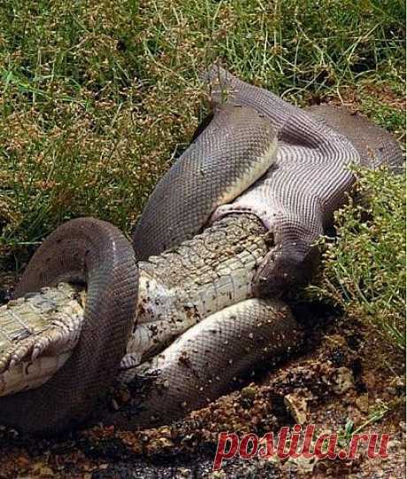 ПИТОН ПРОТИВ КРОКОДИЛА