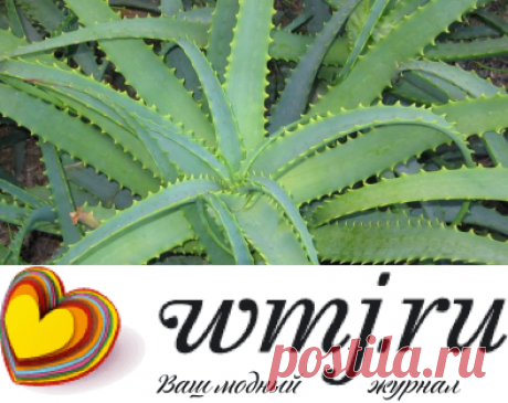 Алоэ: состав и лечебные свойства. Алоэ для лица и волос. Лечение с помощью алоэ | WMJ.ru