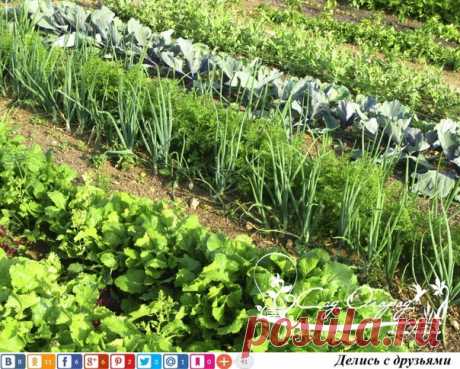 Огород без химикатов.
‣ НАСТОЙ ОДУВАНЧИКА - ПРОТИВ ТЛИ, ПАУТИННОГО КЛЕЩА, МЕДЯНИЦ.