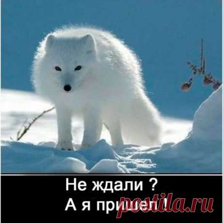 Газ посуточно или здравствуй, песец