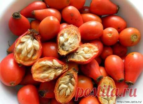 Как просто и быстро самому вырастить чайный гриб