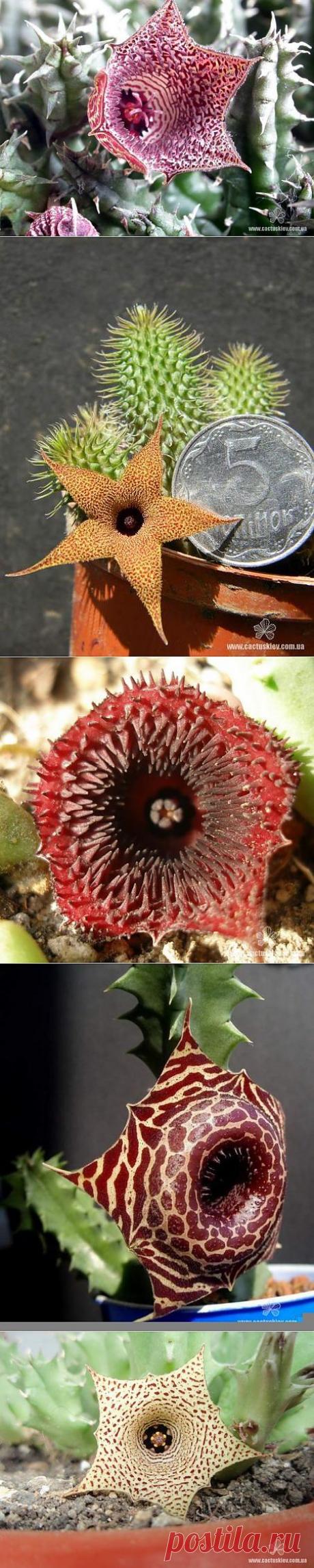 Цветы, комнатные растения (кактусы и суккуленты)