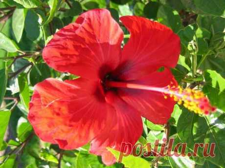 Целительный чай каркаде. О его пользе для здоровья | ПолонСил.ру - социальная сеть здоровья