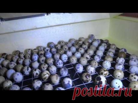 ИНКУБАЦИЯ + ПЕРЕПЕЛА - ОТ ЯЙЦА ДО ЯЙЦА