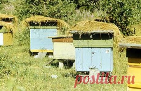 (3) Одноклассники