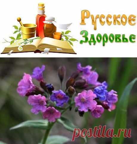 Медуница: лечебные свойства и противопоказания