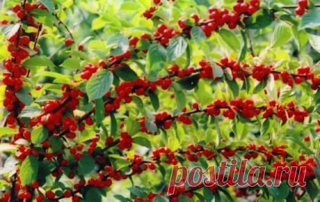 Войлочная вишня: как ухаживать за маленькой обитательницей сада