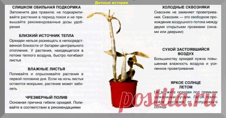 Орхидеи для начинающих: четыре правила ухода за орхидеями гарантирующих долгое и красивое цветение | Дачные истории | Дзен