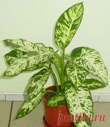 Диффенбахия уход. Советы по уходу за диффенбахией.