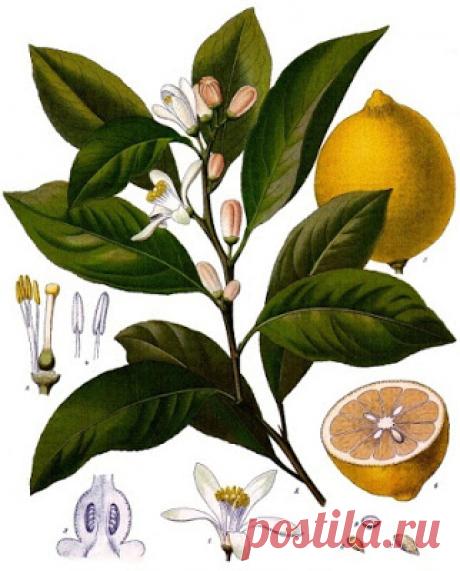 HOW TO GROW A LEMON TREE FROM SEED |The Garden of Eaden