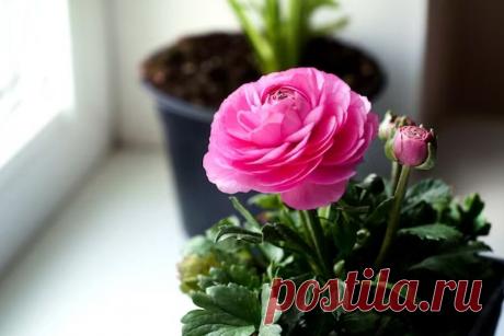 Избавляемся от мошек в цветочных горшках: просто и безопасно | Дача - это маленькая жизнь | Дзен