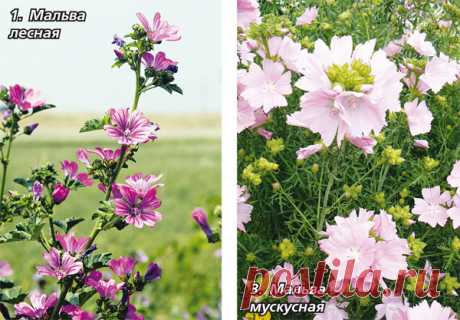 Пр мальву - Садоводка