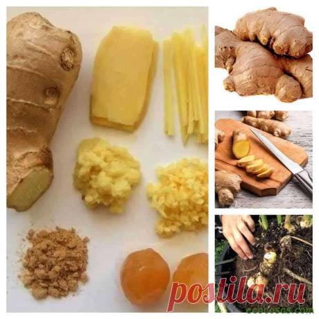 Jengibre, propiedades, beneficios y para qué sirve