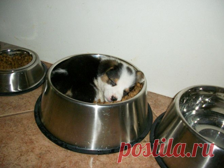 30 фото потрясающих щенков, которые могут уснуть где угодно и как угодно!