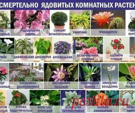 25 смертельно ядовитых комнатных растений!
