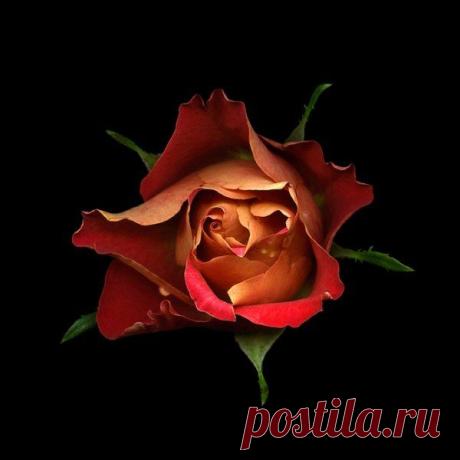 Чарующие цветы от фотографа Магды Индиго