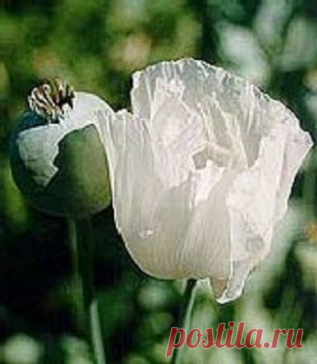 50+ "Glabrum" Somniferum Moon Herb Poppy Papaver / Perennial Flower Seeds 50+ SEEDS...... THE FLOWER IS BEAUTIFUL.....THE SEEDS ARE USED IN BREADS, CAKES, BAGELS AND VARIOUS OTHER DELICACIES. CAN BE STARTED INDOORS IN SPRING TO BE TRANSPLANTED OUTDOORS IN SPRING. OR CAN BE SOWN DIRECTLY INTO THE GROUND OR CONTAINERS IN SPRING OR SUMMER. IN FLORIDA, CAN BE GROWN OUTSIDE IN WINTER. CONSIDERED AN ANNUAL IN FROST ZONES.....BUT MAY RE-SEED. GROWS 12-18 INCHES TALL. LIKES FULL S...