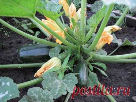 Выращивание кабачков в открытом грунте | Дача, дом