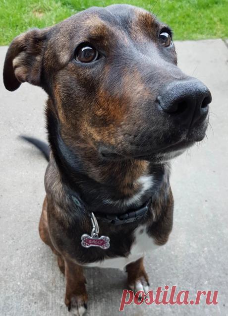 19+ Редких гибридных животных, которые заставили нас восхищаться их очарованием