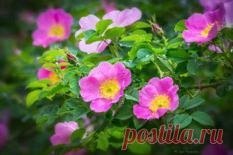 Игорь Сарапулов — альбом «ПОЛНЫЙ РАЗМЕР / Природа» на Яндекс.Фотках