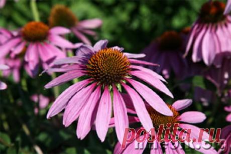 Повышение иммунитета