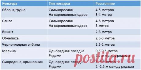 Когда-то деревья станут большими. Каким должно быть расстояние между саженцами при посадке. | Усадебка | Яндекс Дзен