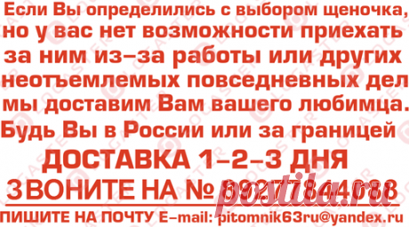 продажа щенков