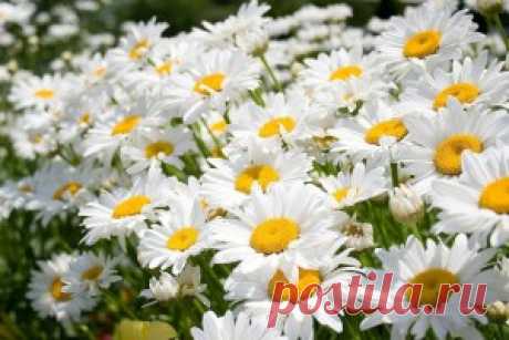 Ромашки - обои на рабочий стол. Обои для андроид бесплатно.