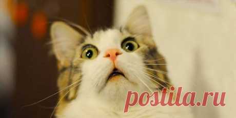 10 научно обоснованных причин завести кота | Краше Всех