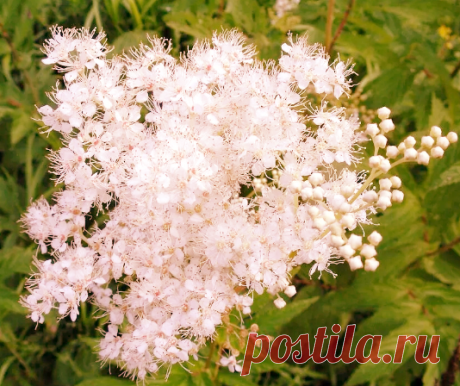 Травы для крепкой памяти и ясного ума. Примеры ноотропных фитосборов | Фитоконсультант | Яндекс Дзен