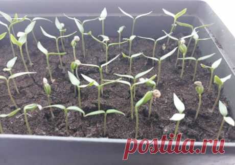 Что делать, если рассада погибает из-за шапочек: простой способ решения проблемы | Эксперт по огороду | Яндекс Дзен