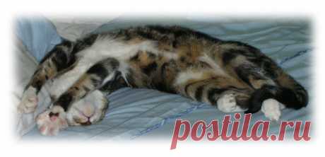 De todo un poco y más...: UN GATO Y UN RATÓN.....