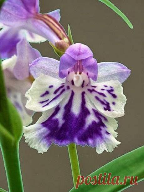 Orchid Ponerorchis Graminifolia | Enrique Muñoz приколол(а) это к доске Orquídeas para mi madre | Pinte…