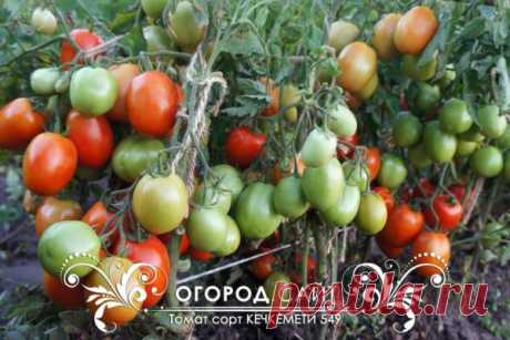 Томат Кечкемети 549, семена | ОГОРОД.сайт
