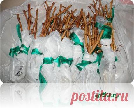 Как хранить виноградные черенки и саженцы