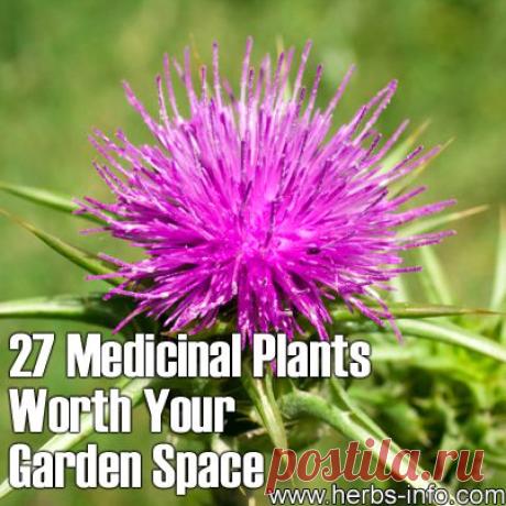 27 Medicinal Plants Worth Your Garden Space - Herbs Info
