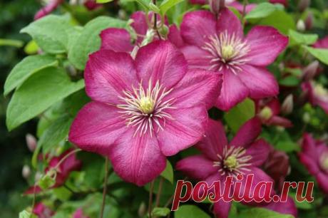 Выбираем самый долгоцветущий клематис | РОЗЫ