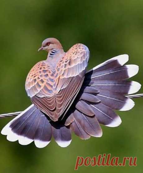 Найдено на сайте curiositiesbydickens.com.